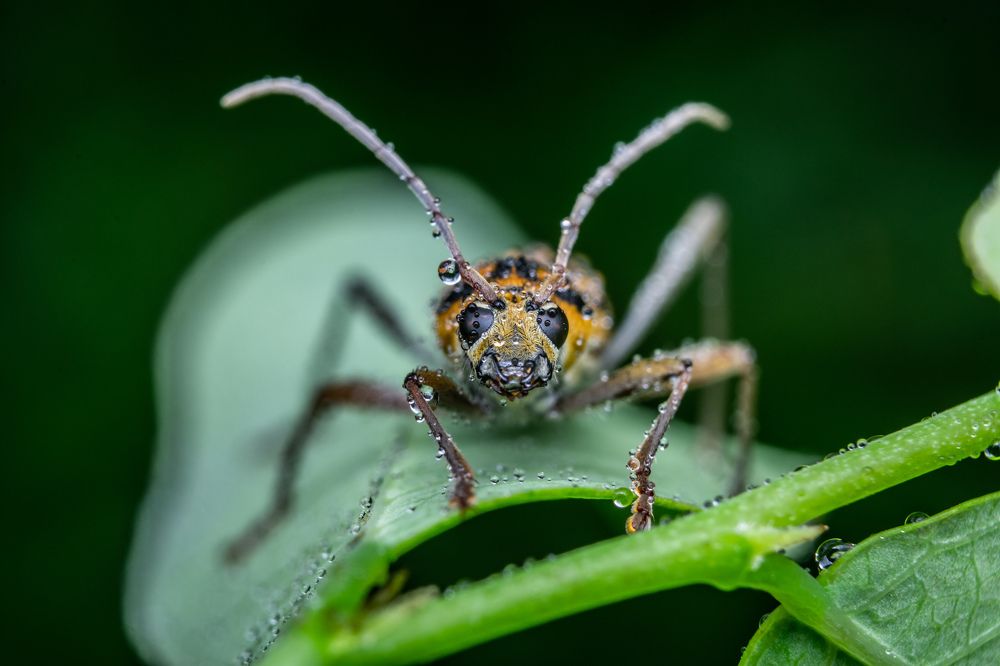 yellow beetle and water drop