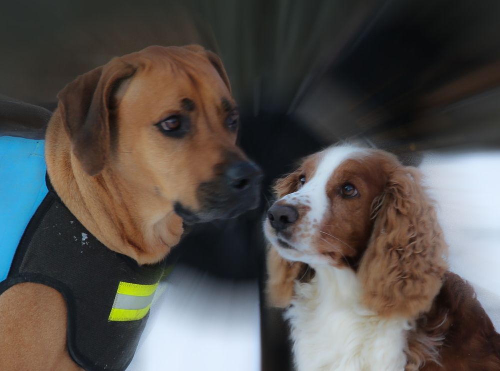 Дружба-это всё!