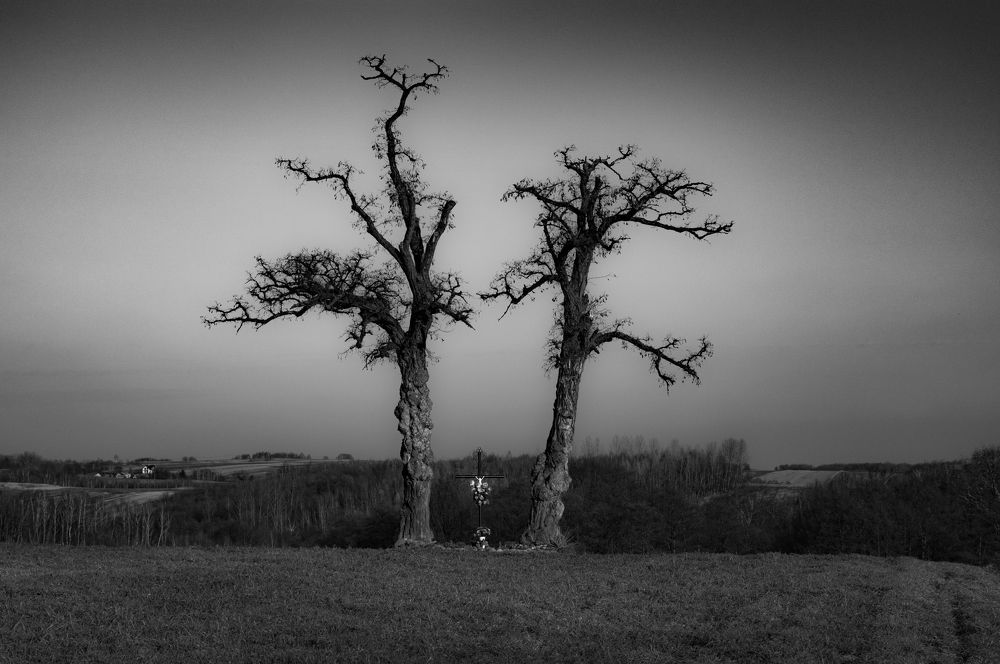 trees