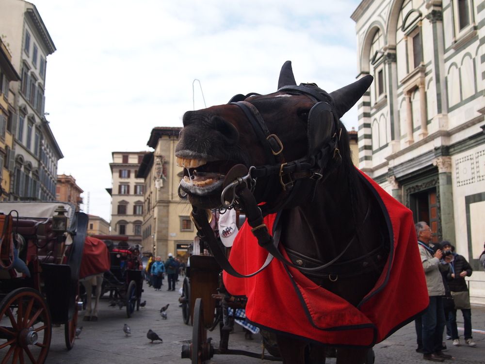 Веселый конь .