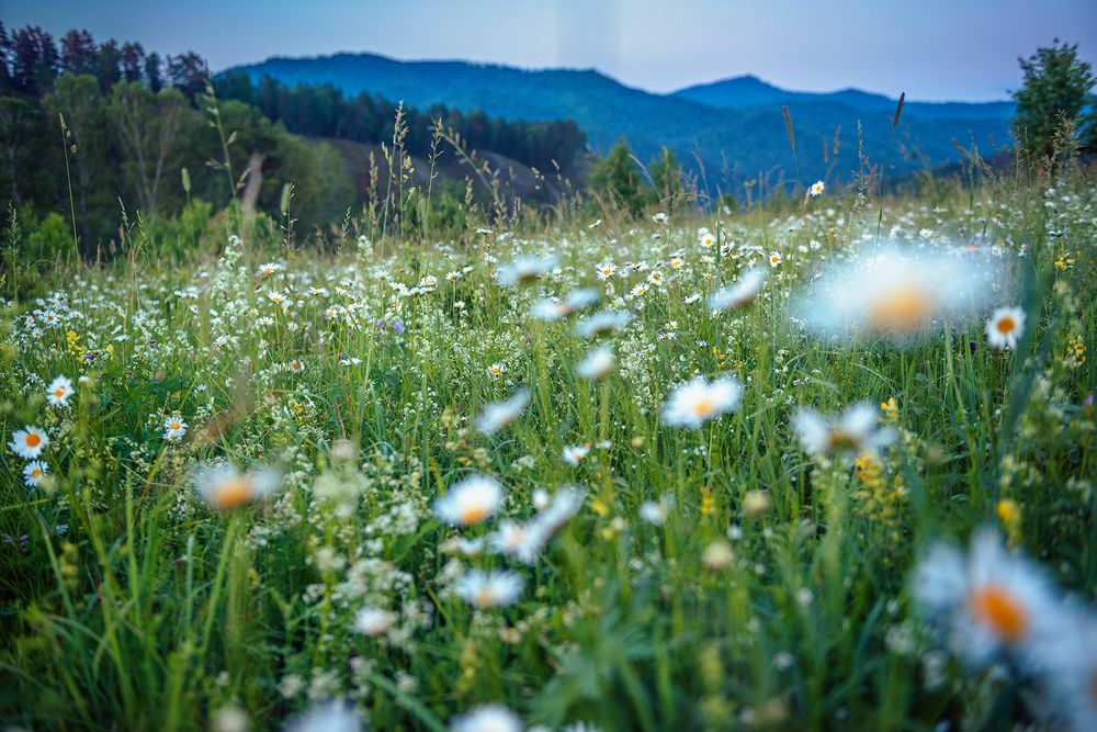 Ромашковый луг