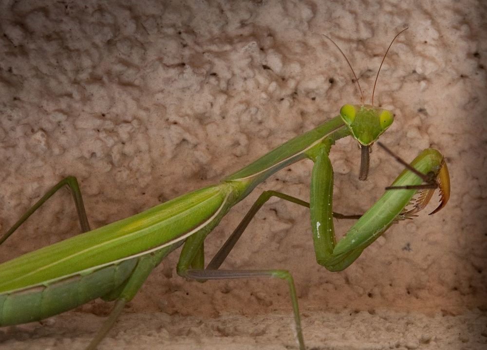 Mantis "breakfast", Завтрак богомола