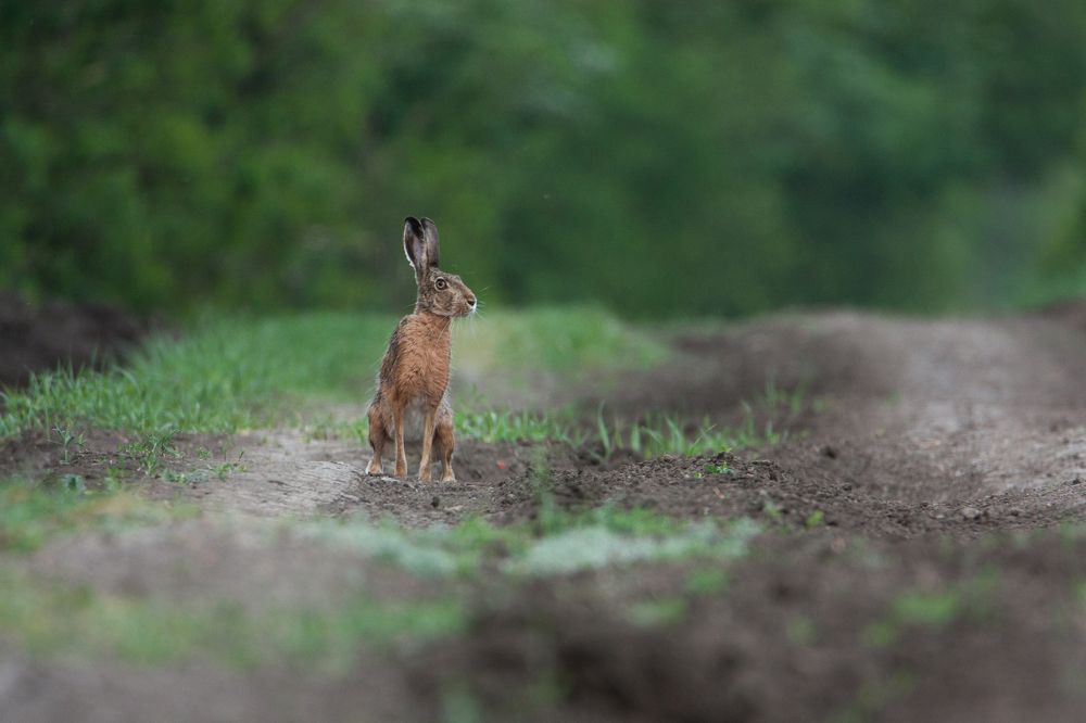 На лесной дороге