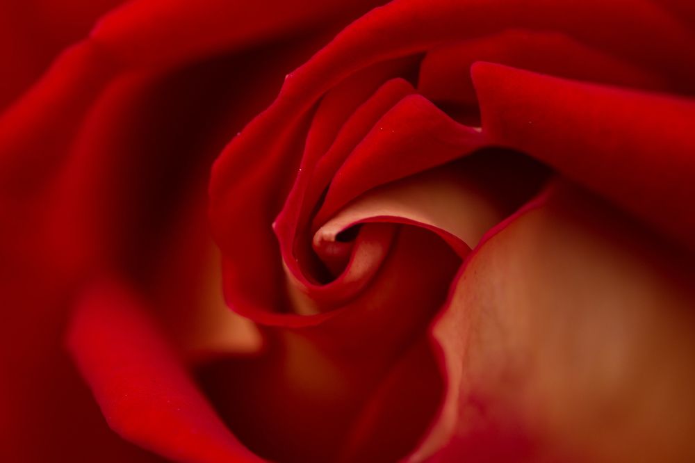 Фотография автора Ольга Гордеева