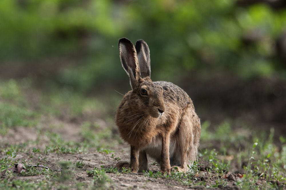 Портрет русака