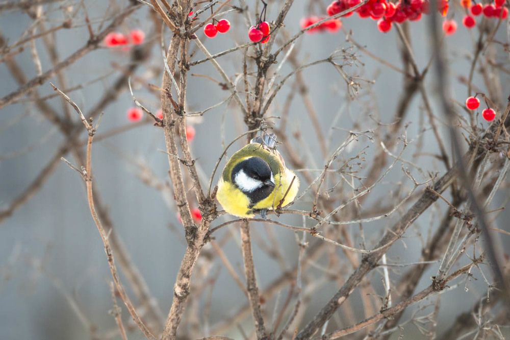 Большая синица в кусте калины