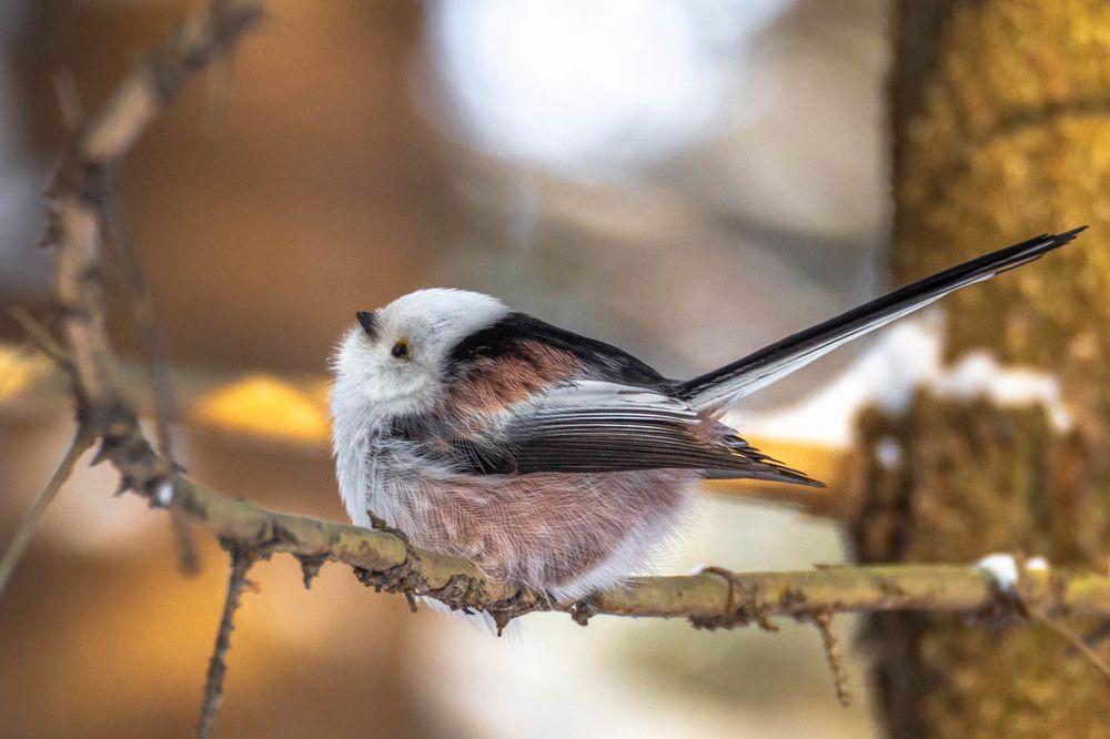 Ополовник (длиннохвостая синица)