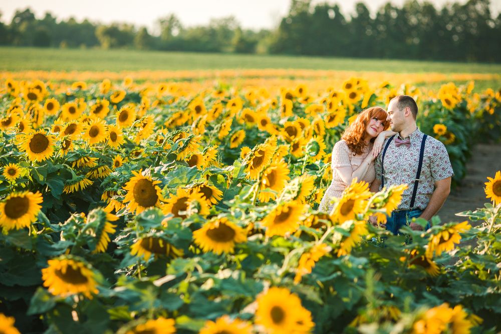 подсолнухи