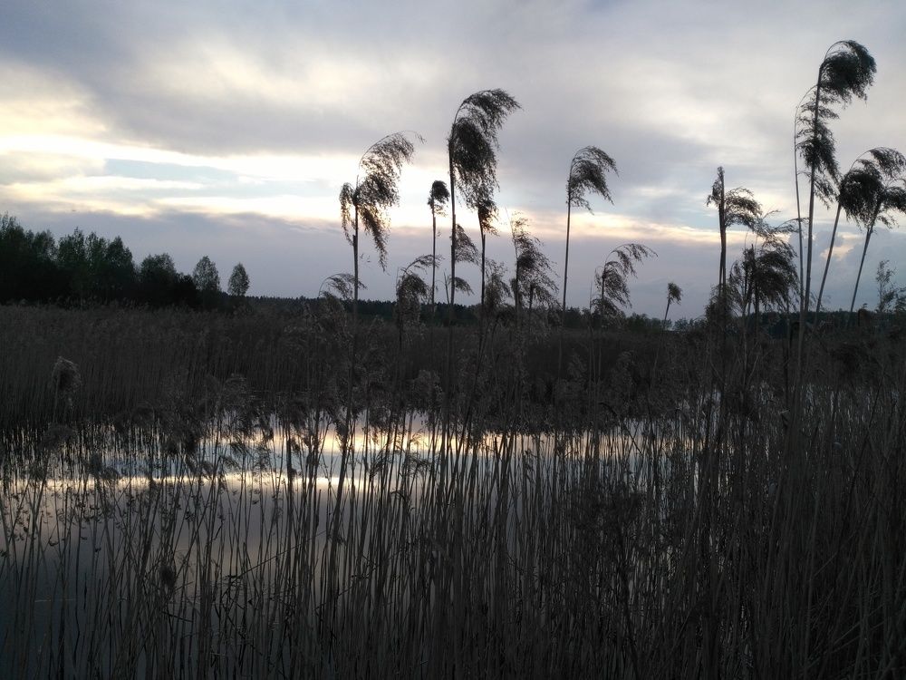 Лесное озеро