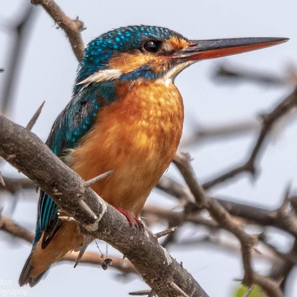 Common kingfisher