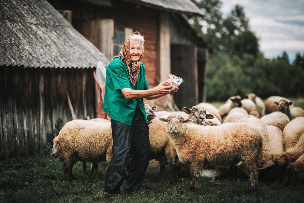 Баба Зина с овцами