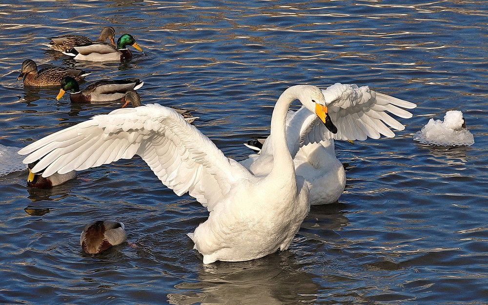 Дикие лебеди