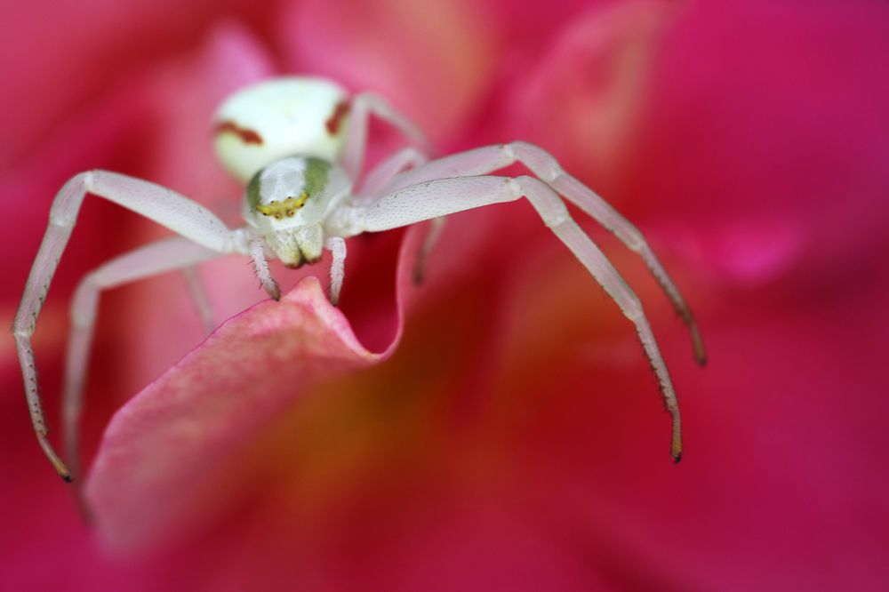 Crab Spider