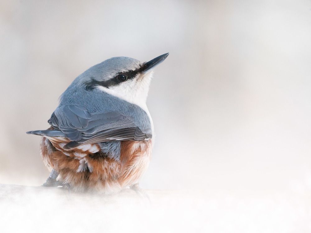 Зимний поползень