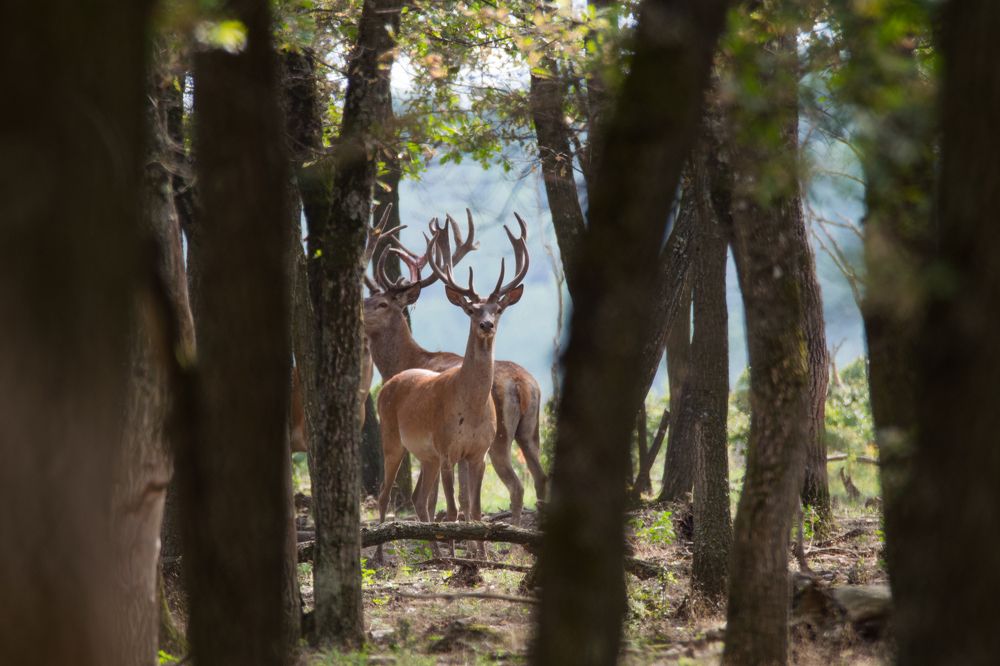 "Настороженность"