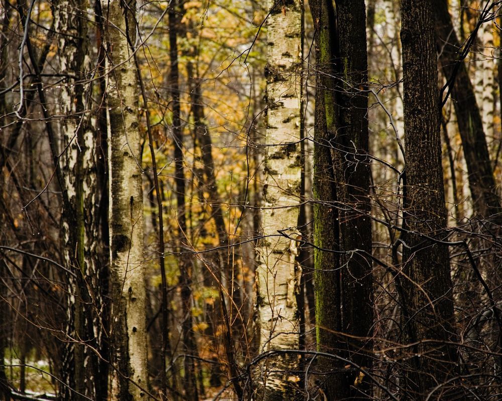 Осенняя капель