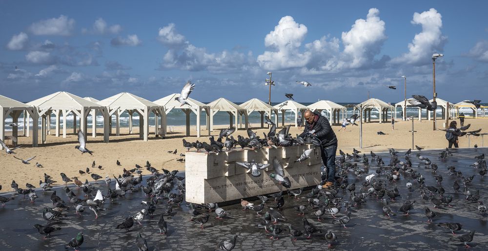 Человек и голуби.  Man and doves.