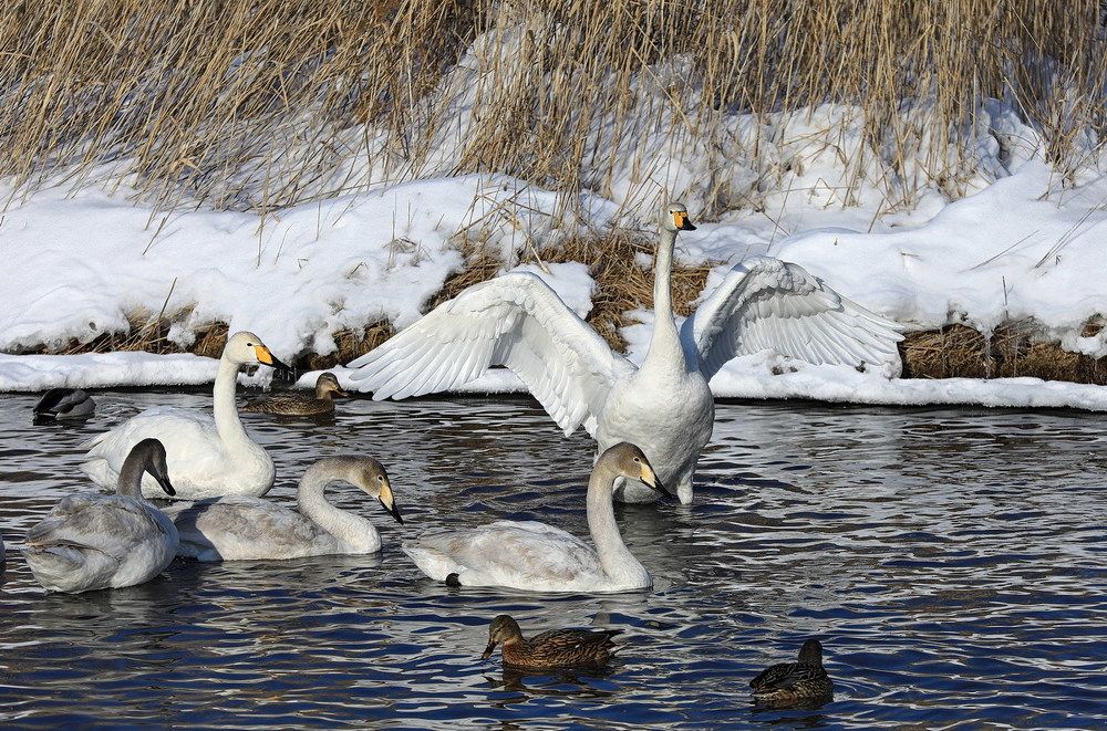 Белые лебеди