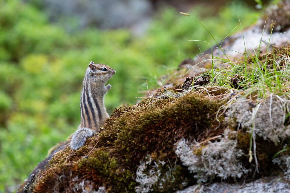 Интересующийся бурундук
