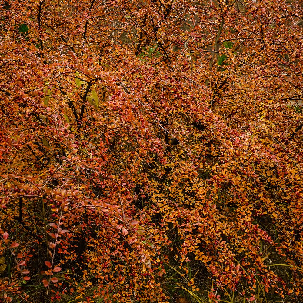 Autumn quadrate