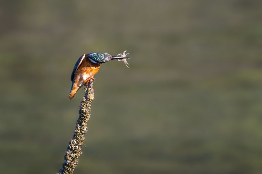kingfisher and Crab