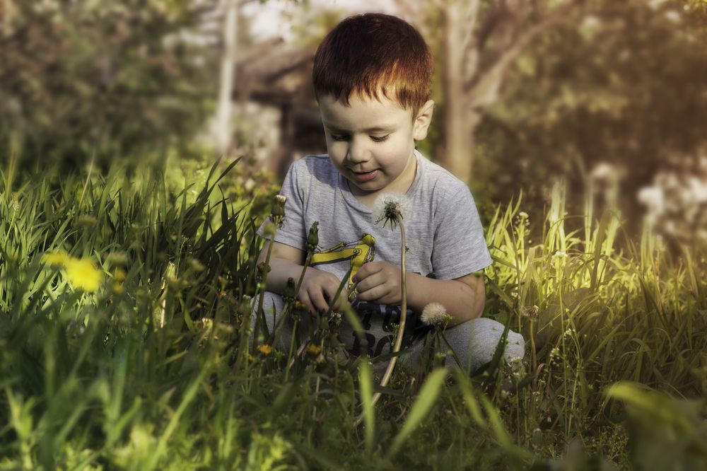 Куда деваются одуванчики