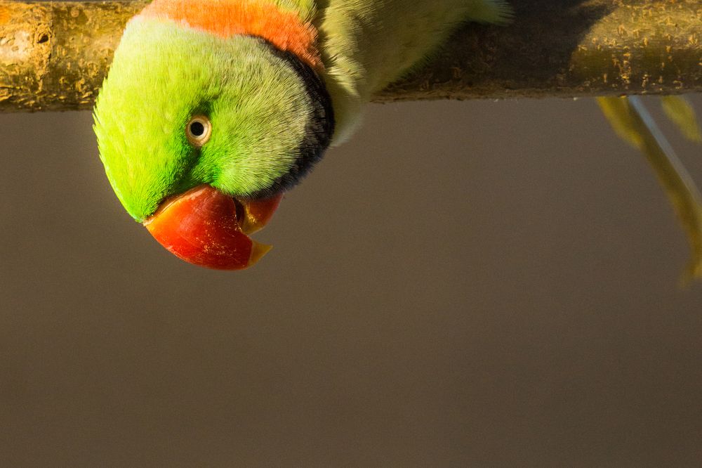 Big Alexander parrot