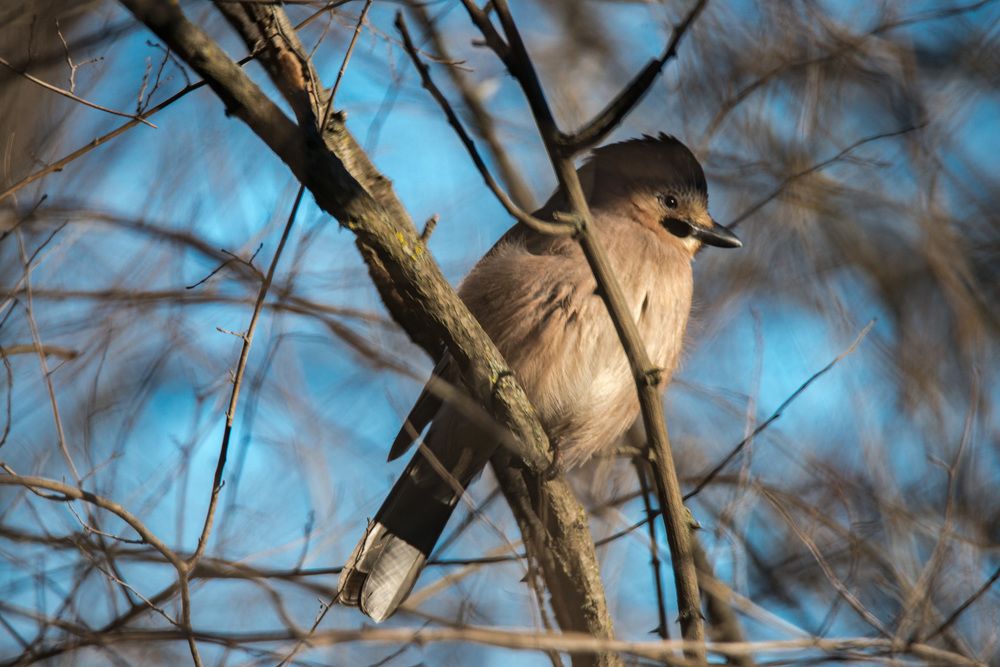 Сонливая сойка