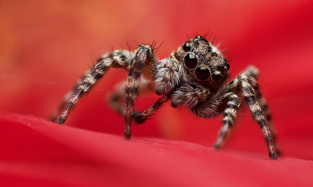 Leg cleaning in jumping style