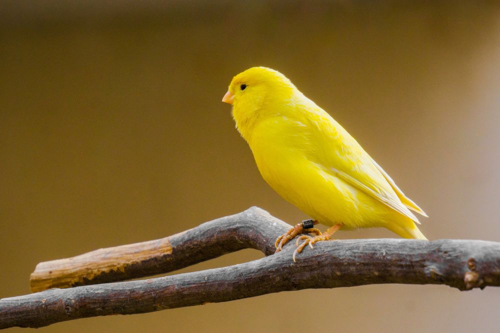 The yellow Harz Roller
