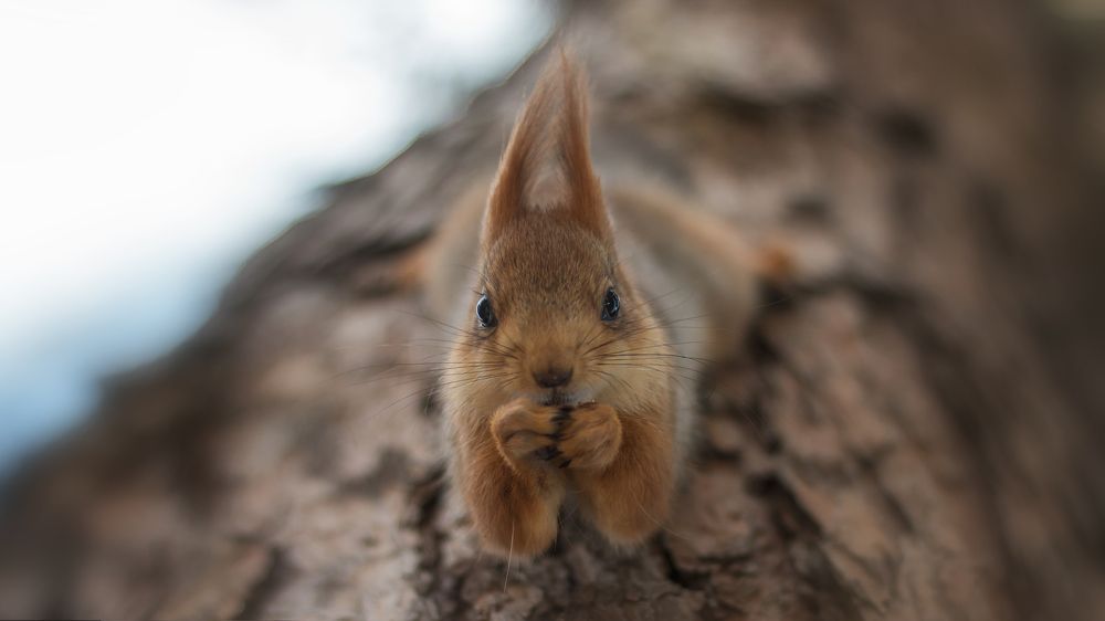 Маленькие глаза природы