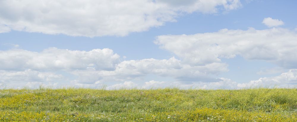 Sunny field with flowers