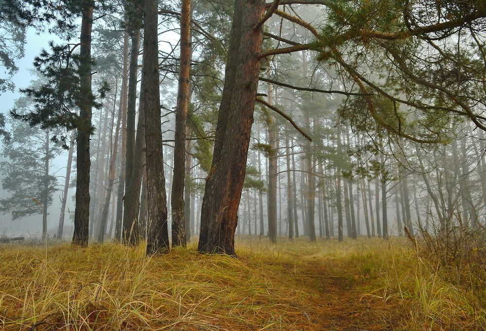 Лесной туман