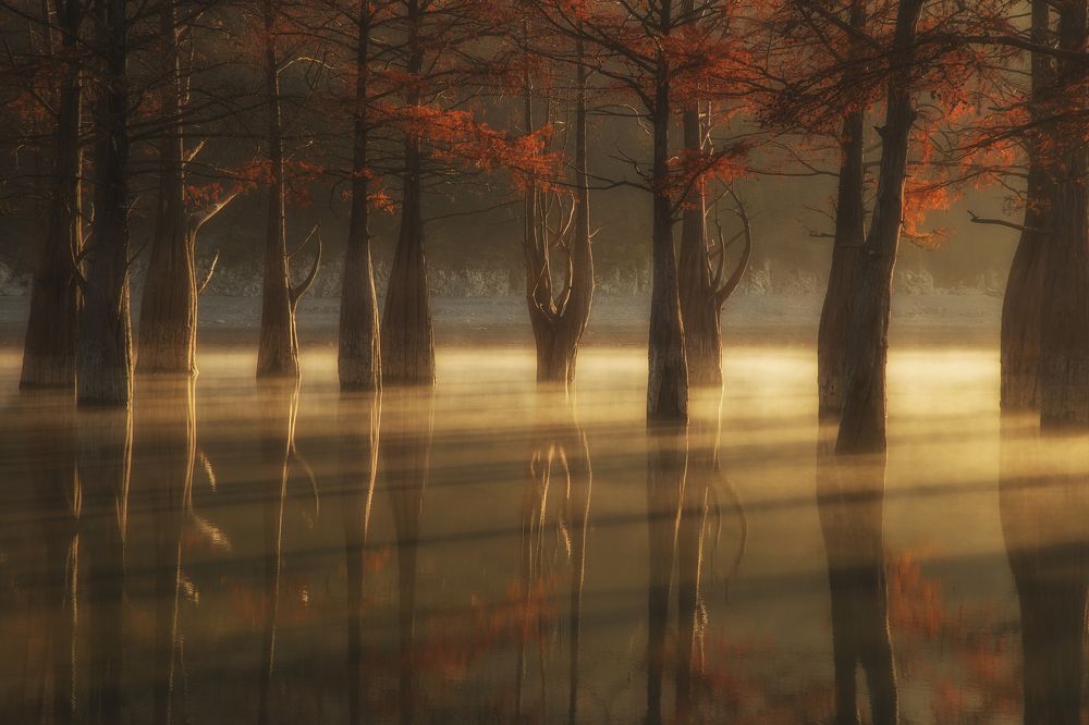 Золотой рассвет