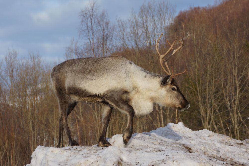 Reindeer