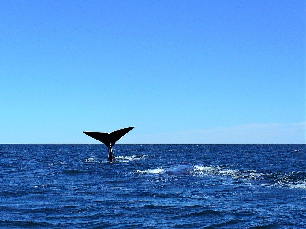 Southern Right Whale