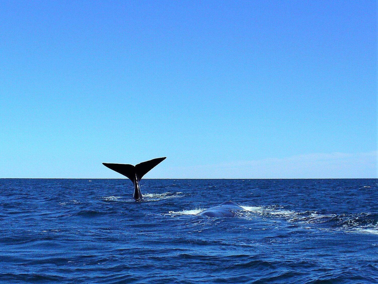 Southern Right Whale