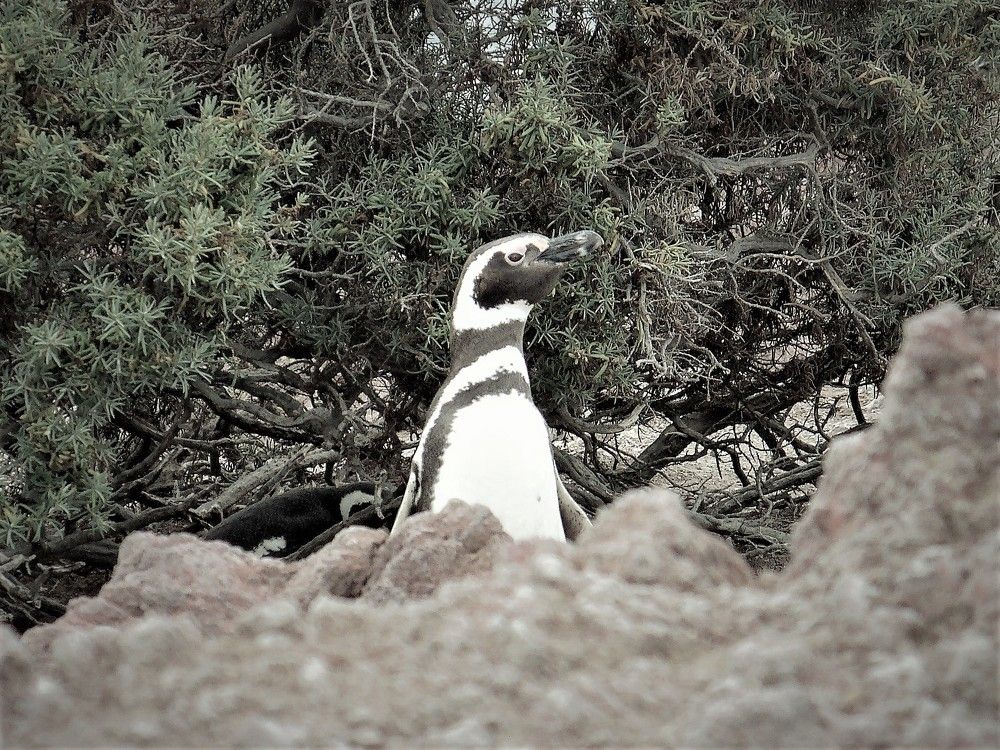 A Magellanic penguin