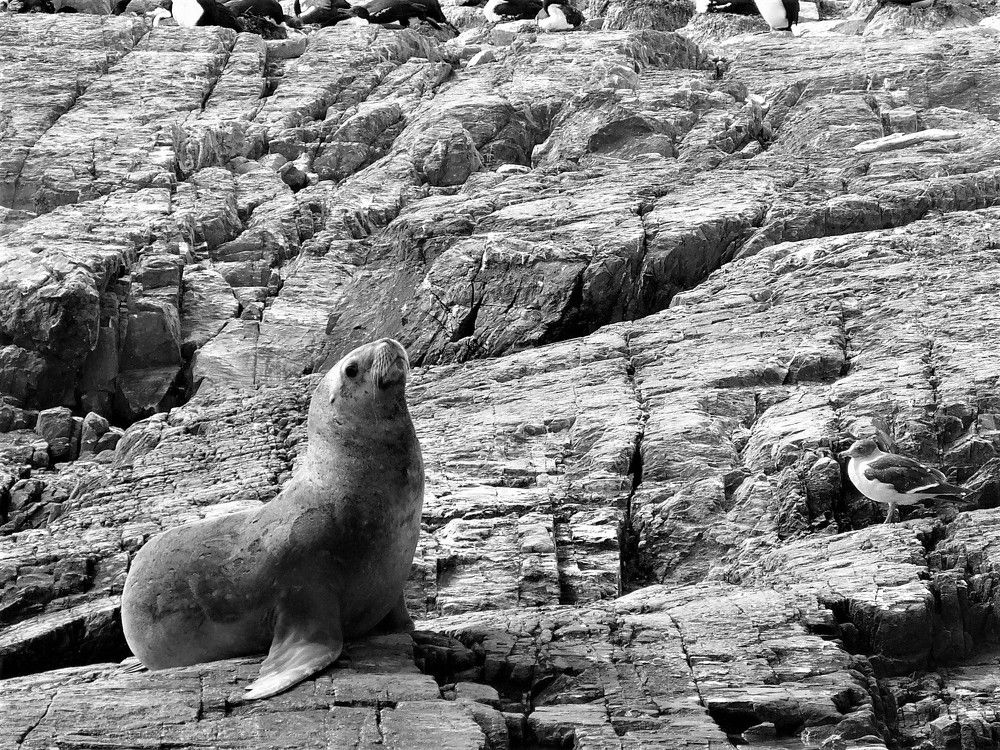 Sea lion
