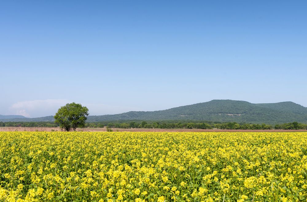 Желтое настроение