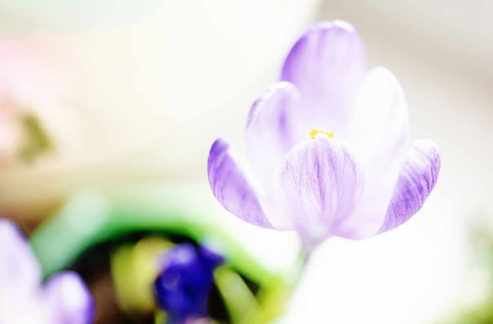 Весенние краски