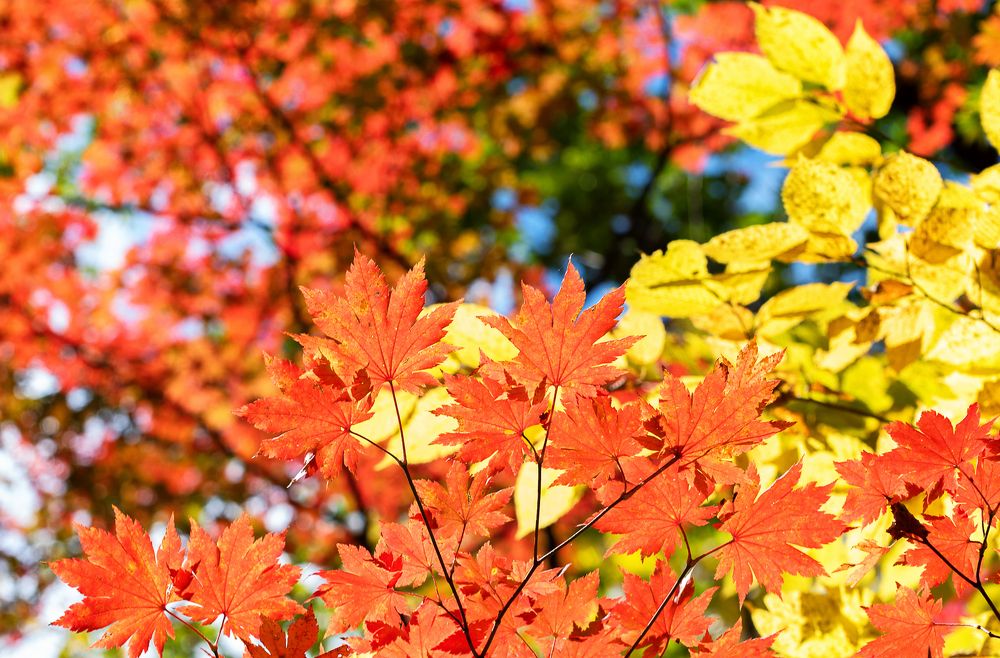 Осенние мотивы