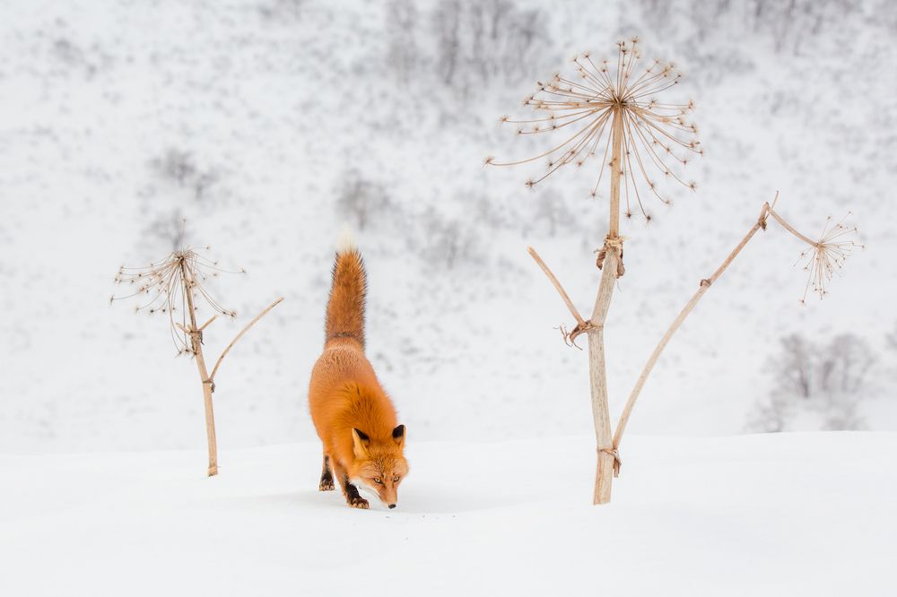 Хвост турбой