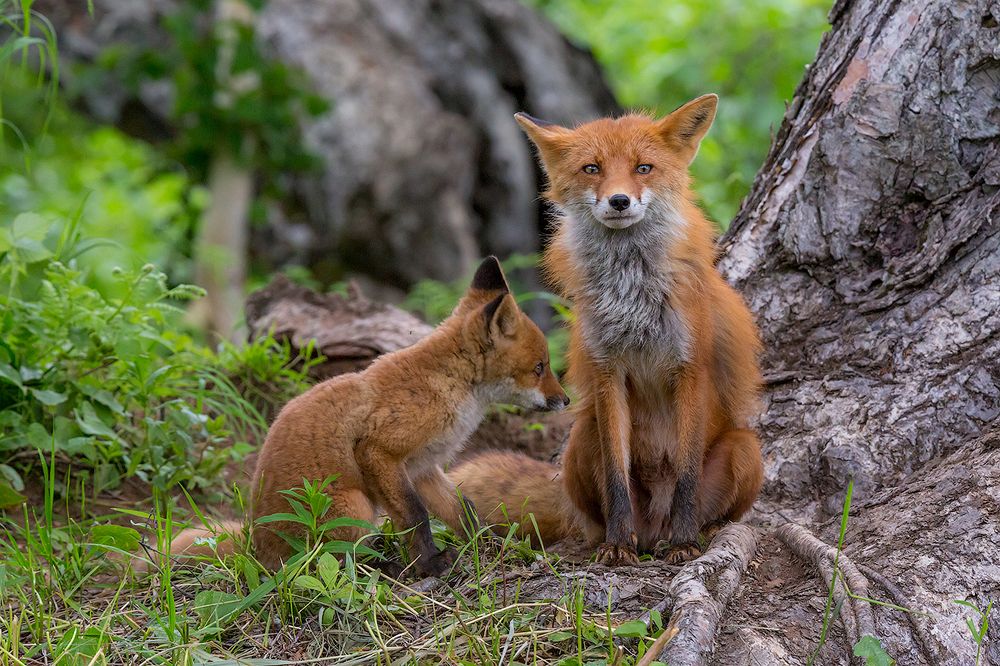 Уставшая мама
