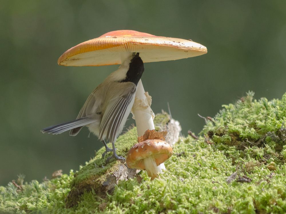 Кто, кто в теремочке живёт?