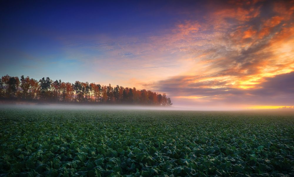 Осеннее разноцветие