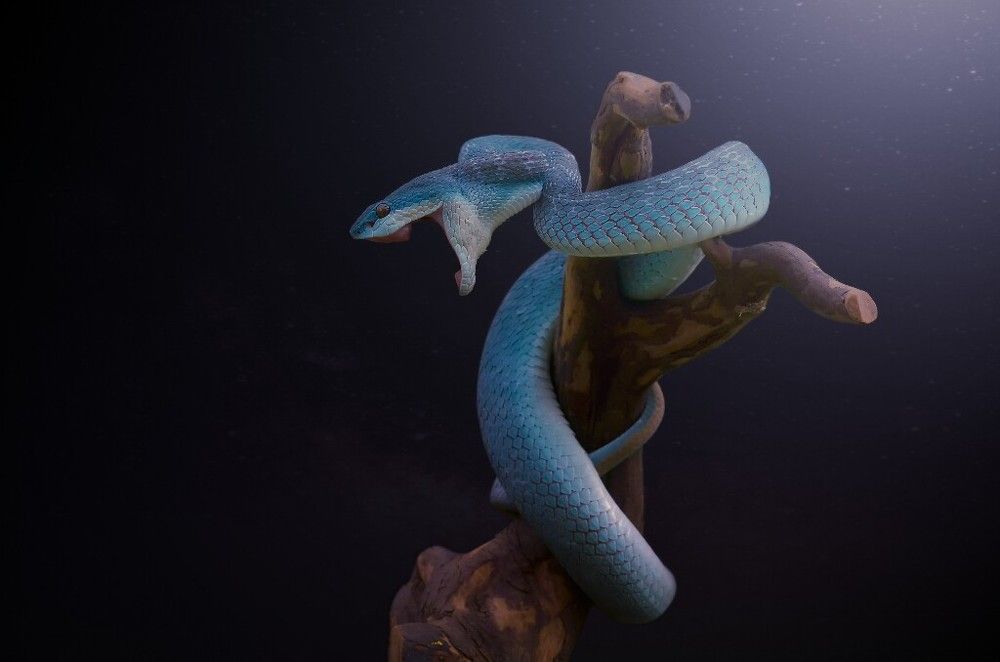 Trimeresurus (Cryptelytrops ) Blue Insularis