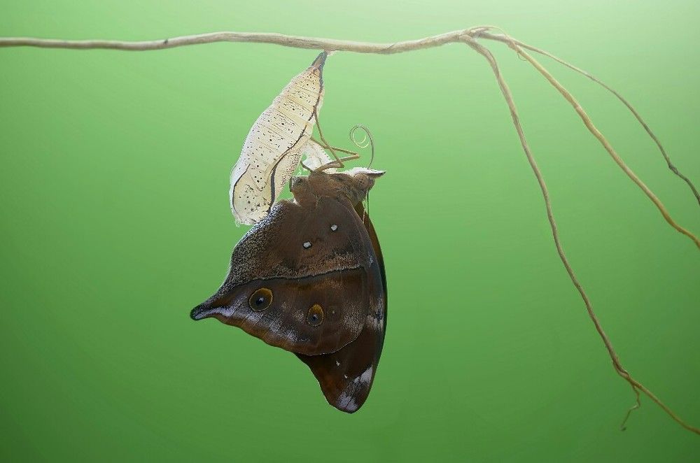Newborn Butterfly, Autumn Leaf (Doleschallia Bisaltide)