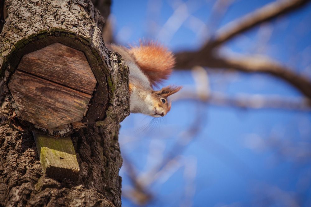 Белка на скворечнике