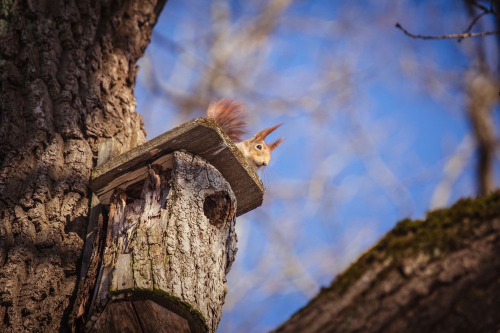 Белка-озорница